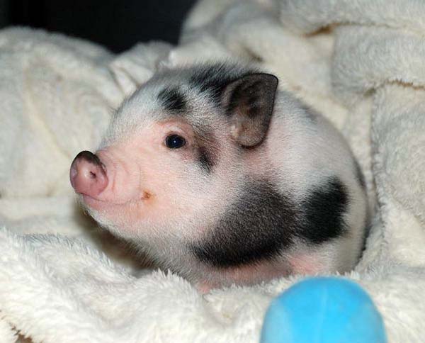 18.) Piglet for President!