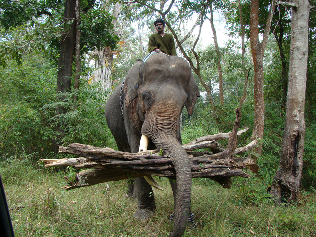 2.) In Asian countries elephants are often hired to lift heavy things and load them into trucks.