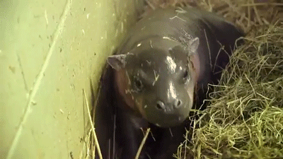 The shortage of male pygmy hippos in the European Endangered Species Breeding Program makes this little cutie even more important than he knows.