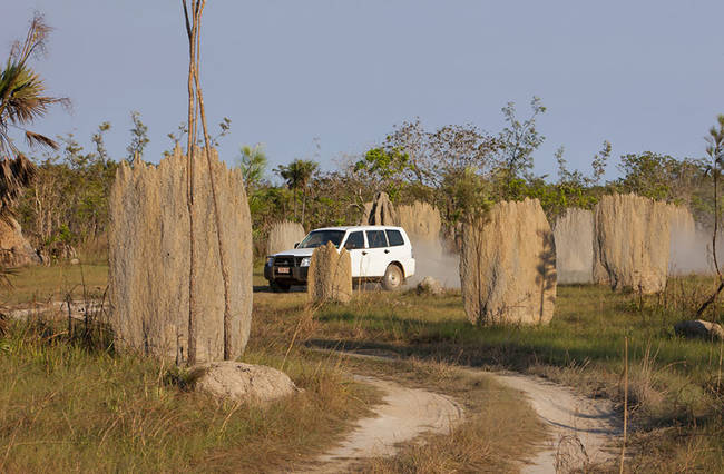 8.) The Compass Termite