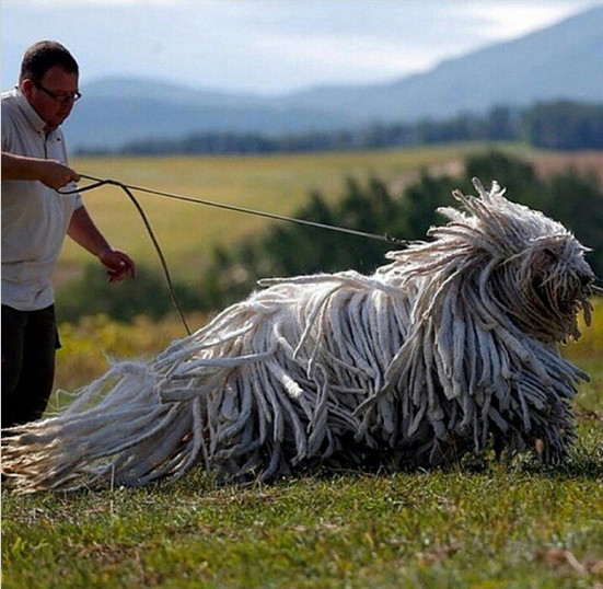 Komondor