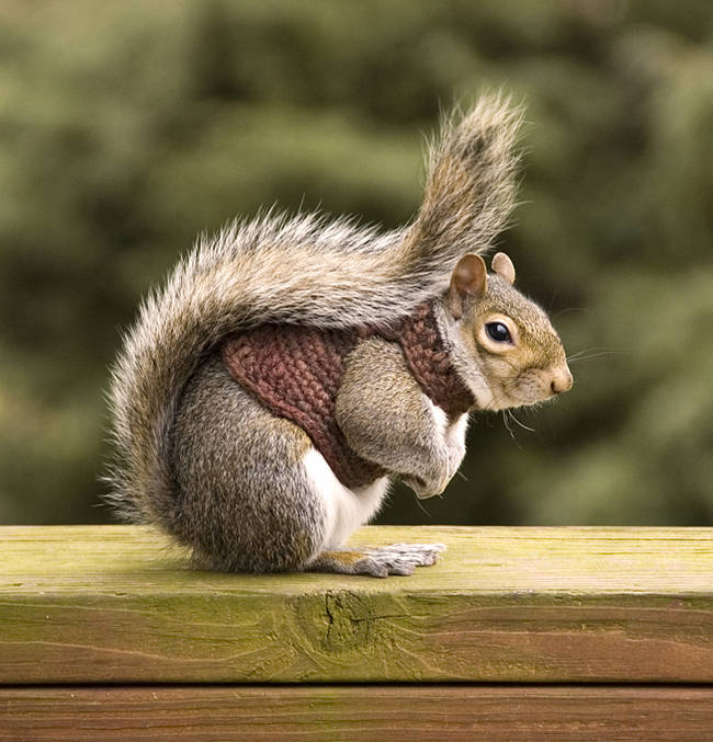 Similar to your cat and dog, squirrels need to keep warm in the cold too.