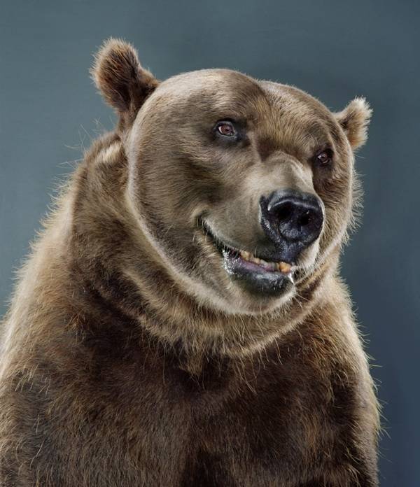 6.) The Stoner Bears