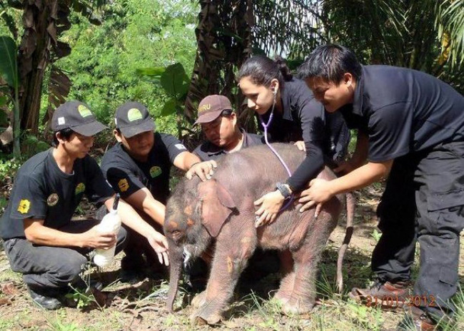 4.) This scared baby elephant made it through his medical check-up with the help of these extra hands.