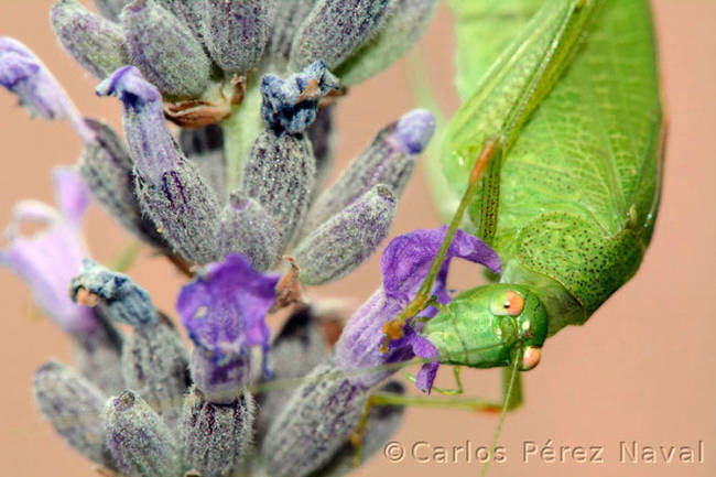 Plants gotta grow, and grasshoppers gotta eat.