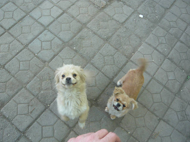 "I know you don't have food, but we're going to stare at you forever like you do."