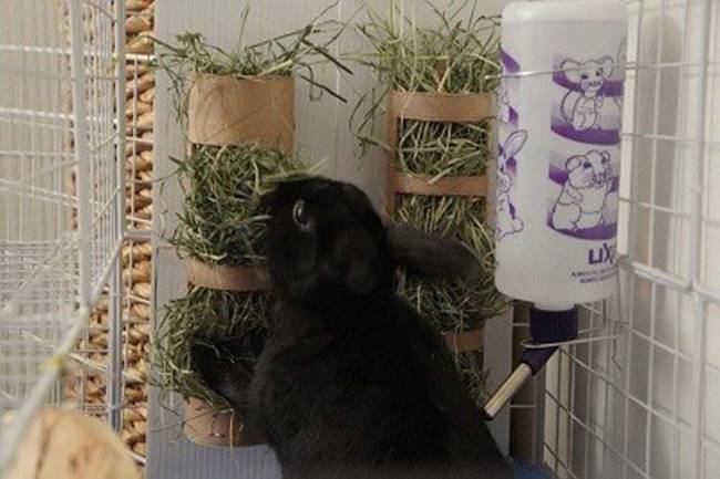 3.) Recycle a toilet paper roll as a <a href="https://www.binkybunny.com/FORUM/tabid/54/aft/119839/Default.aspx" target="_blank">hay dispenser</a> for rabbits.