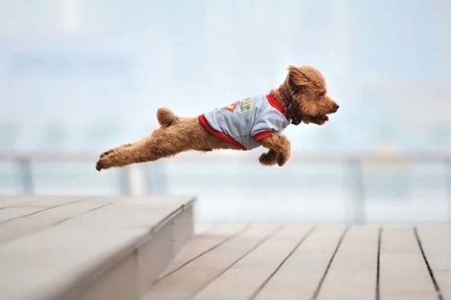 24.) Can YOUR dog fly?