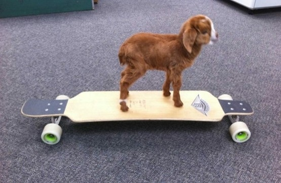 Here is a goat riding a skateboard.