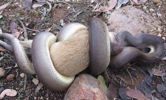 When O'Neil came across the python, it had already fought and killed the wallaby joey. The snake was most likely lying in wait for the joey on one of his paths through the woods.