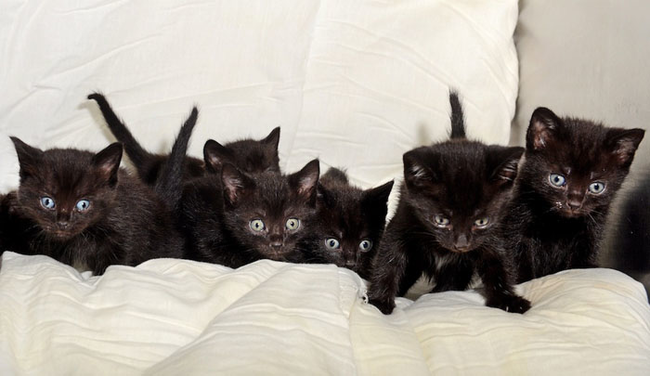 Ten have been sheltered at RSPCA's Stubbington Ark Rescue Centre.