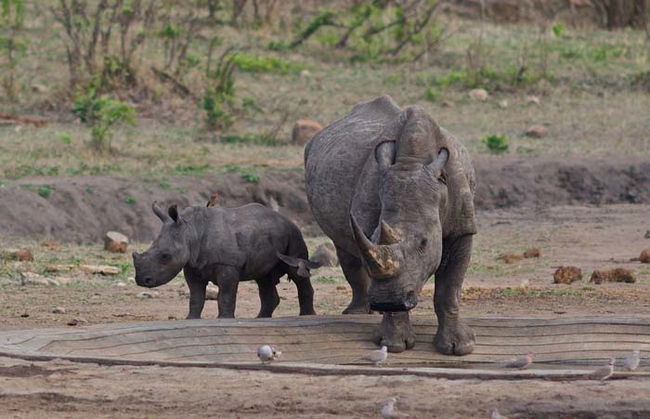 15.) Baby rhinos are (adorably) born without a horn, so their mothers have to protect them fiercely as they grow up.