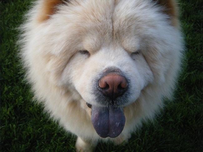 14.) The chow is the only dog without a pink tongue.