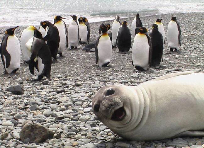 "These were the chillest penguins I've ever met!"