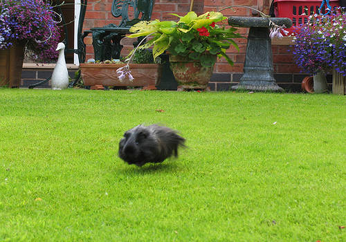 Flying furball.