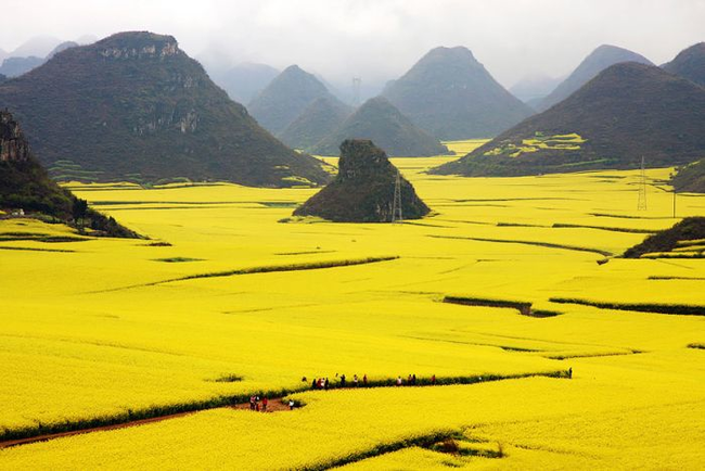 15.) An "ocean of flowers" in China