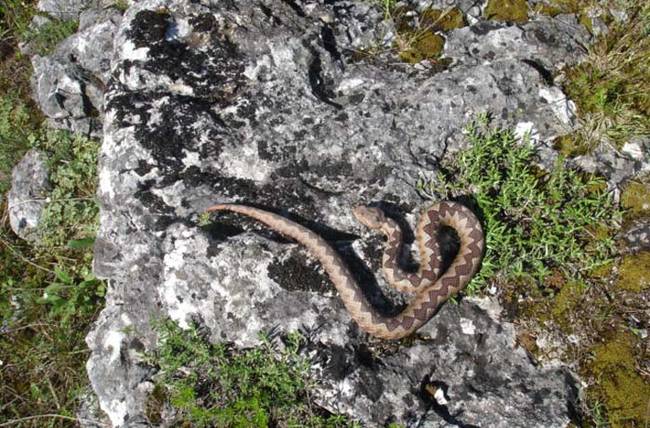 Nose-horned vipers are known for regularly going after small mammals, lizards, and birds. Occasionally, they're also known to eat centipedes.