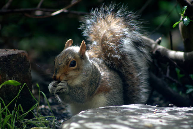 Squirrels will adopt orphaned baby squirrels into their own families.