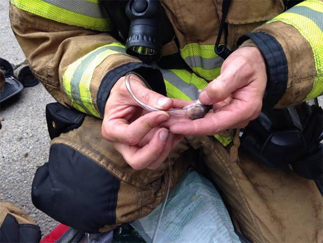 The crew worked fast to get oxygen to the little guys using tiny oxygen masks on the parents, Oreo and Madonna, and their three babies.