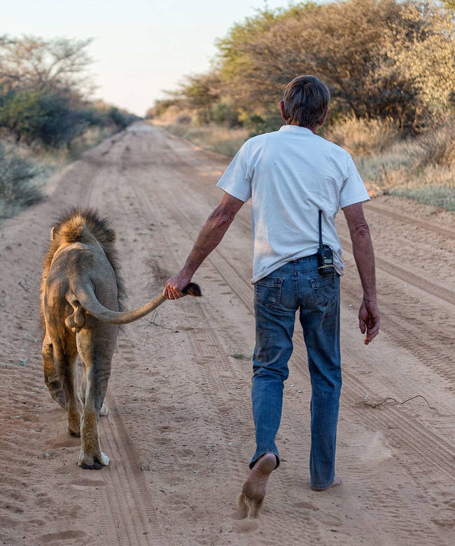 The two enjoy taking long walks together, during which Frikkie affectionately hold Zion's tail.