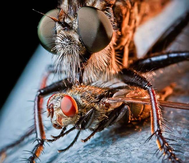 They prey on pretty much all other flying insects. Their daily menu includes any combination of ants, bees, wasps, dragonflies, regular flies, moths, butterflies, beetles, grasshoppers, and some spiders.