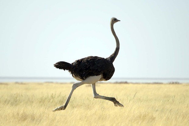 Ostrich - Ostrich meat is actually very lean and has been made into burgers right here in America.