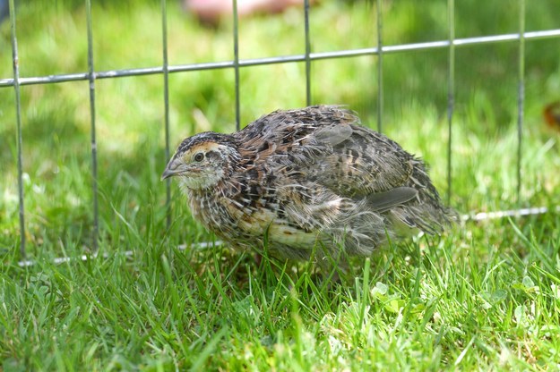 “We’ve got a tiny little flock of them now, which is great. It just goes to show how fresh the eggs were, really,” she added.