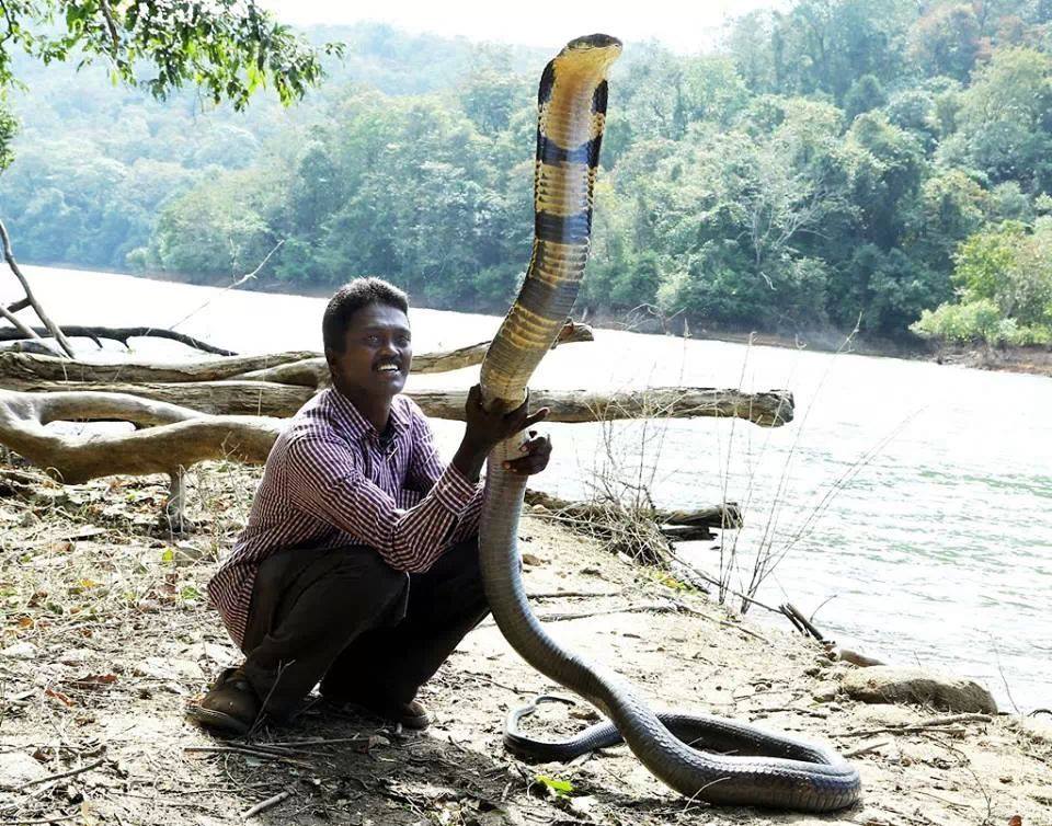 He is believed to have captured and rescued more than 30,000 straying snakes.