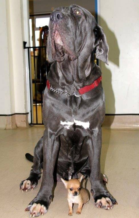 A fellow rescue dog, Nero acts as Digby's personal bodyguard while visiting the center on a daily basis with White.