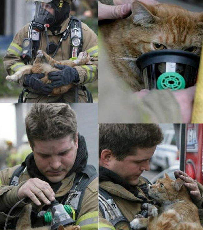 5.) Firefighter gives cat oxygen from his own mask.