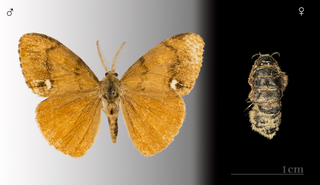 Rusty Tussock Moth.