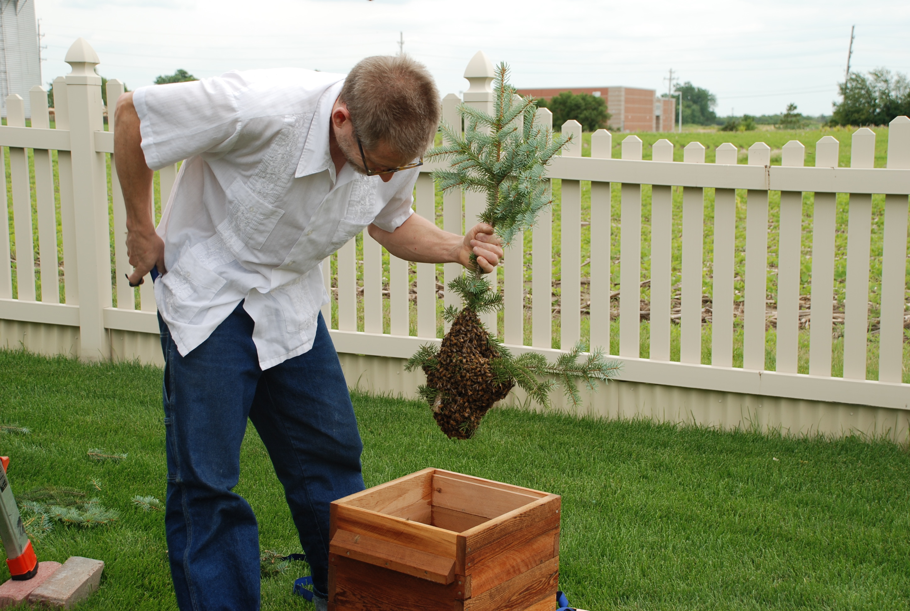 5. And showing the bees their new home.