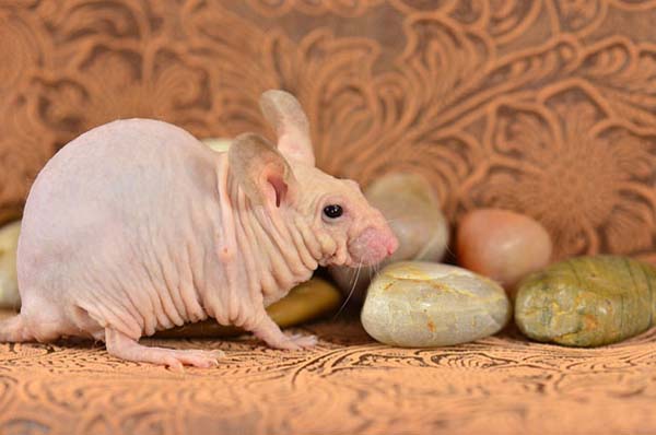 9.) Rats: Hairless rats can be bred by combining certain genetic traits.