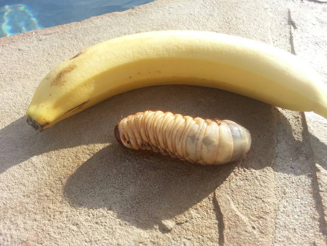 To put them into perspective, these grubs are probably in the same weight class as a banana in a title fight.