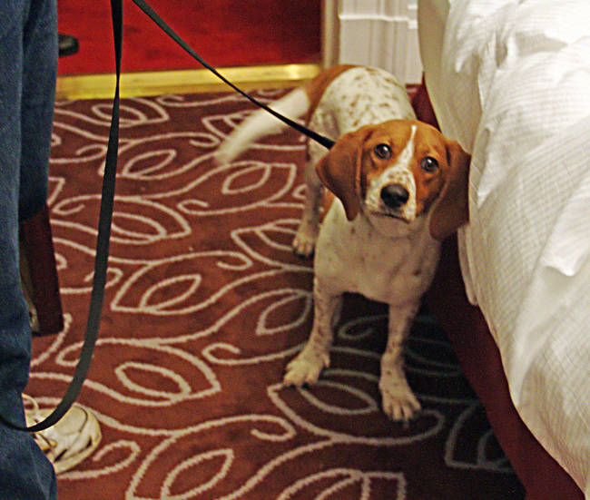 New York city employs dogs that can detect whether a room is infested with bed bugs.