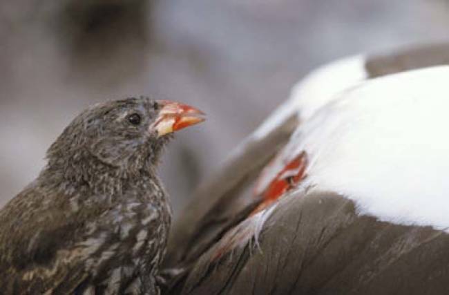 2.) Bloodsucking Finch.