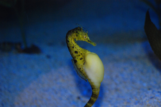 For seahorses, it's all about the dad. Females hand over their unfertilized eggs to the males who protect them for several weeks, then birth to anywhere from 5-1,500 hatchlings, with the average around 200.