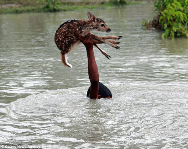 This young man who saved a fawn from <a href="https://www.viralnova.com/boy-saves-drowning-fawn/" target="_blank">floods in the Philippines</a>.