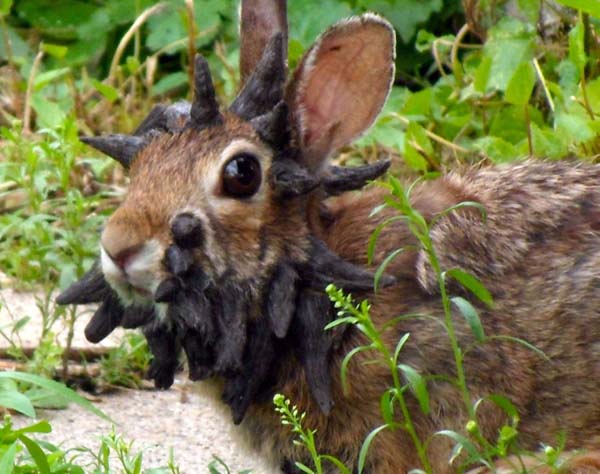 5.) Frankenstein rabbit: This rabbit was photographed in the wild. Scientists believe that he is infected with the papilloma virus, resulting in the growths on his face.