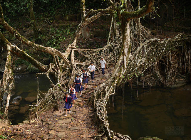 29.) Tree Root Bridge, India