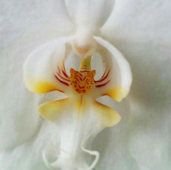 11.) Orchid that looks like a tiger