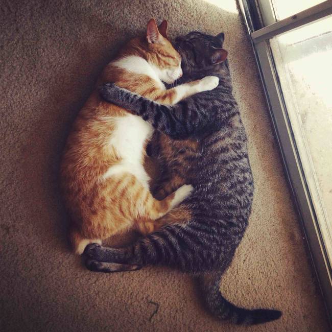 They're inseparable.