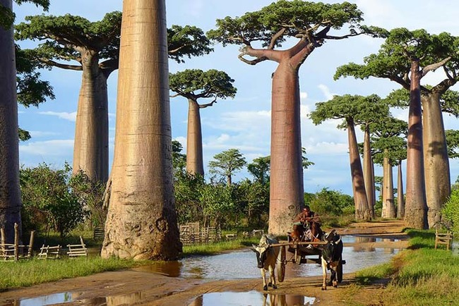 The strange baobab trees in Madagascar look alien, but those thick trunks can store water through droughts.