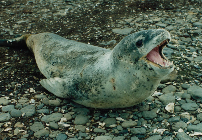 8.) Leopard Seal