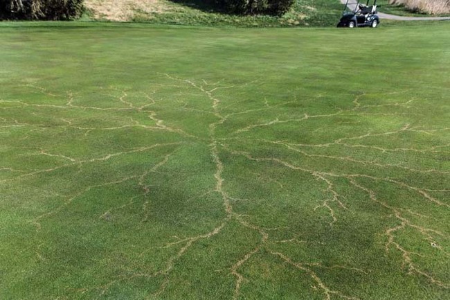 25.) What grass looks like after being struck by lightning.