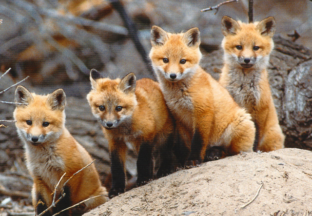 13.) A skulk of foxes.