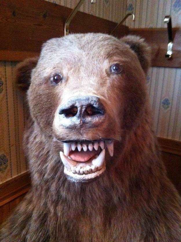 18.) I think this bear borrowed my grandma's dentures.