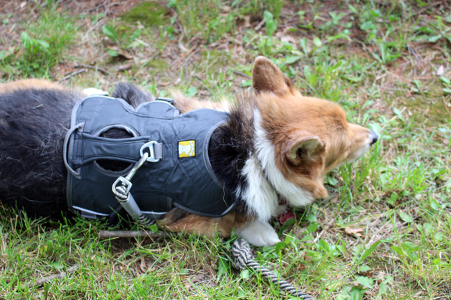 The RuffWear harness Bentley wears on a regular basis helped with designing his new set of wheels.