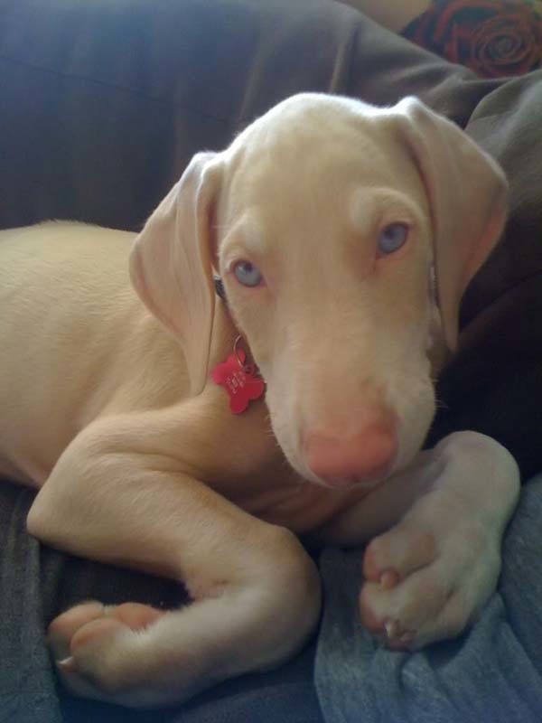 An all-white Weimaraner you say? Yes please!