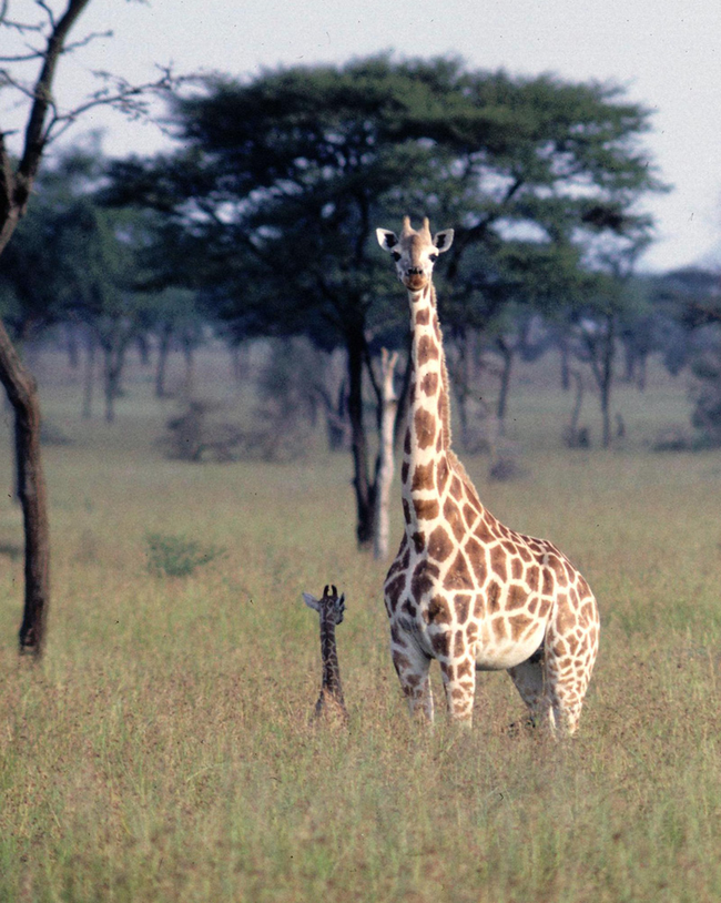 When about to give birth, a momma giraffe will often return to the same place she was born.